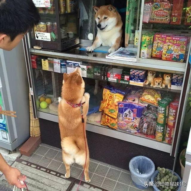 日本最新站長，新一代引領互聯網發展的力量代表