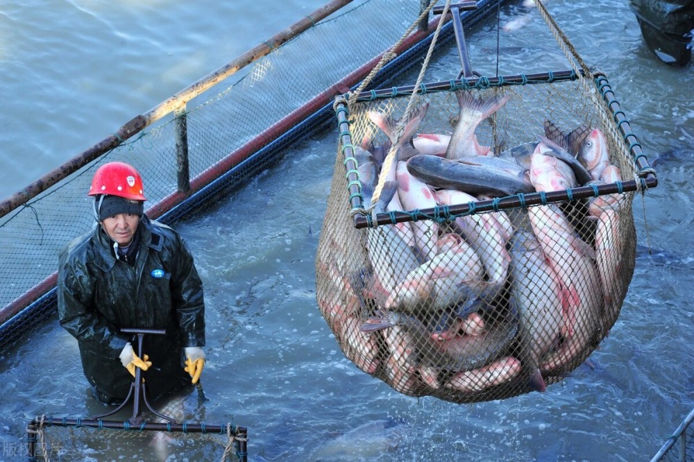 革新捕魚業(yè)，最新高效捕魚網(wǎng)技術(shù)引領(lǐng)新篇章