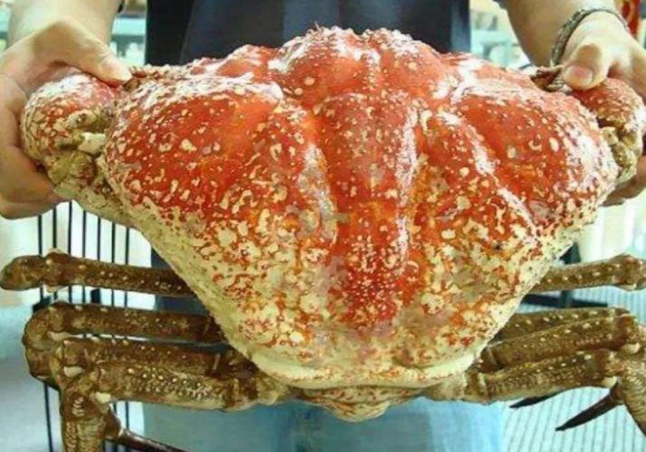 澳洲鮑魚價(jià)格最新動(dòng)態(tài)，影響因素分析與市場(chǎng)趨勢(shì)預(yù)測(cè)