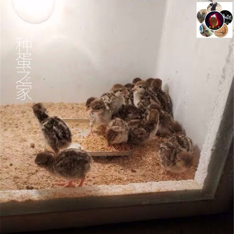 最新野雞種蛋，獨特價值揭秘與養殖前景展望